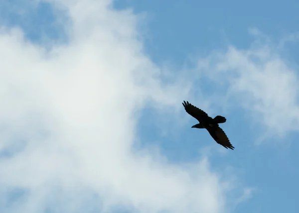 Ortak kuzgun, kuzgun, corvus corax — Stok fotoğraf
