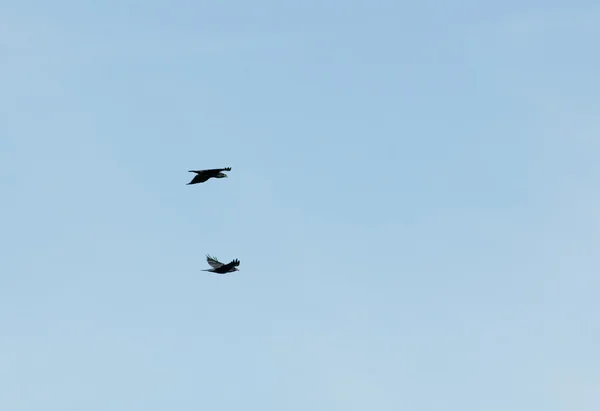 Közös raven, Holló, Corvus corax — Stock Fotó