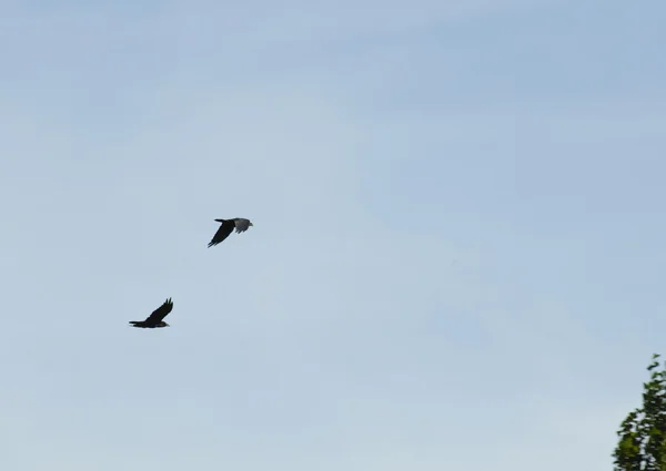 Společné havran, havran, corvus corax — Stock fotografie