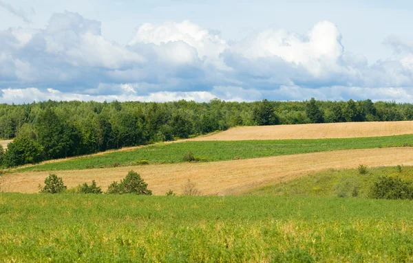 Feld, Landschaft, Büschel von Bäumen und Wald — Stockfoto
