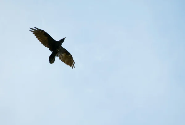 Corvo comum, corvo, Corvus corax — Fotografia de Stock