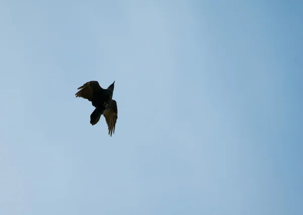 Wspólne Kruk, Kruk, corvus corax — Zdjęcie stockowe