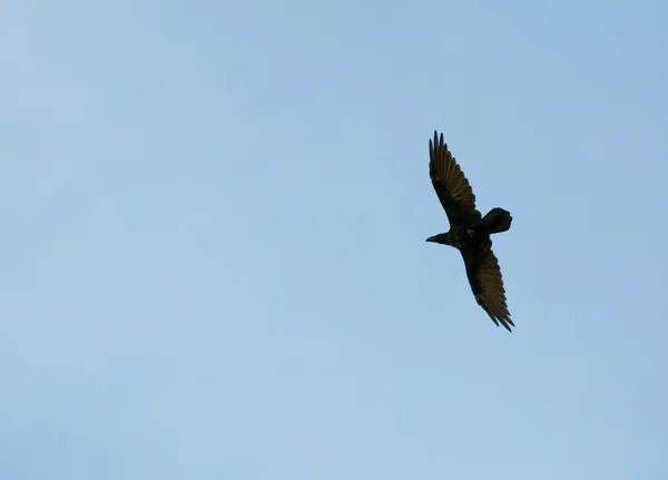 Közös raven, Holló, Corvus corax — Stock Fotó