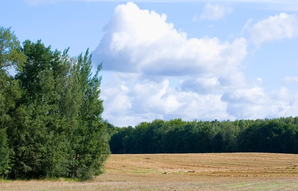 Fältet, landskap, dunge av träd och skog — Stockfoto