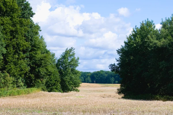 Fältet, landskap, dunge av träd och skog — Stockfoto