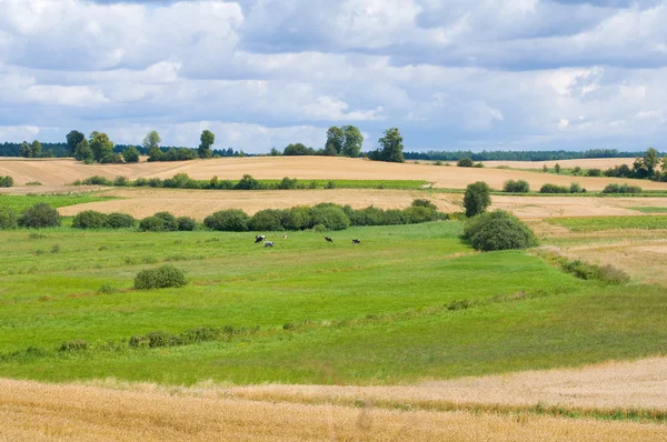 Field, landscape, clump of trees, cow and forest — Stock Photo, Image