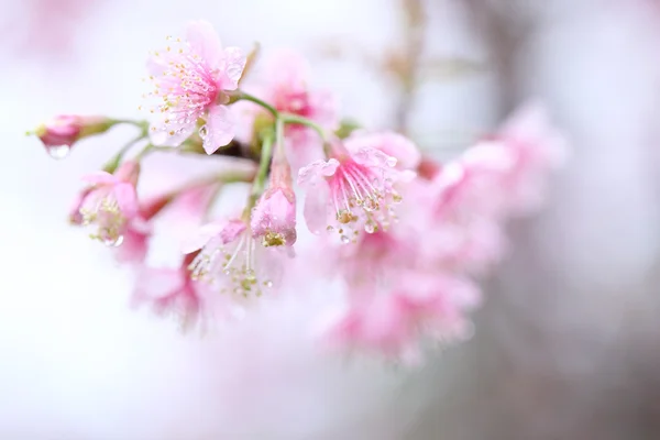 Flor de cerezo, flor de sakura rosa — Foto de Stock