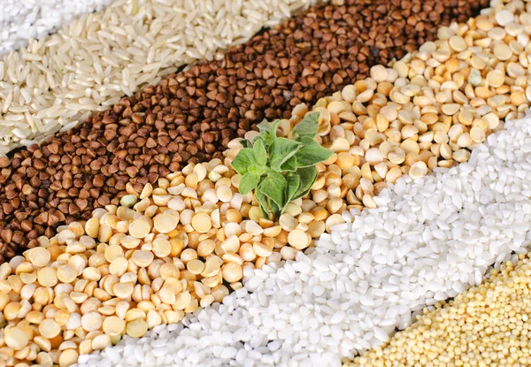 Variedad de granos —  Fotos de Stock