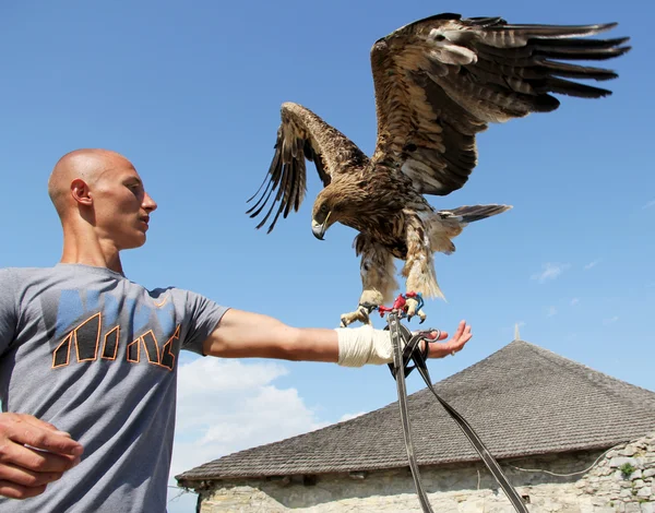 stock image Man with eagle