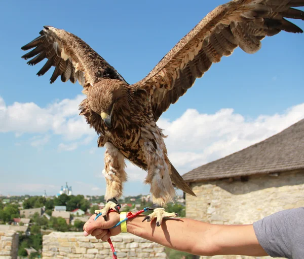 stock image Hunting eagle