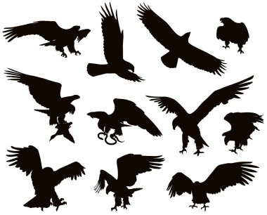 Eagles clipart