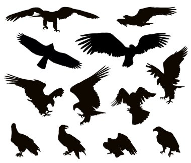 Eagles clipart