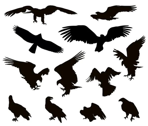 Águilas — Archivo Imágenes Vectoriales