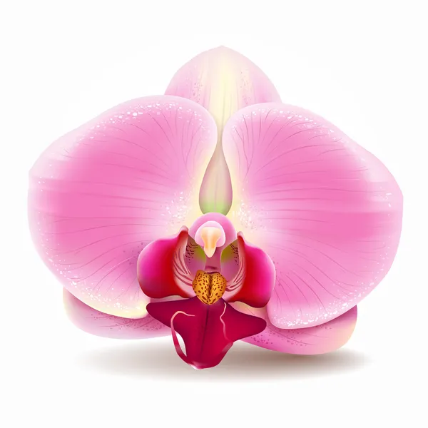 Orchidée fleur rose . — Image vectorielle