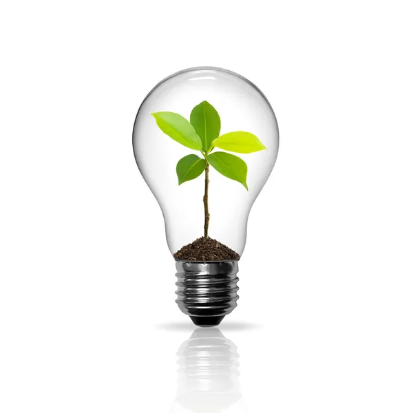 Light Bulb with sprout inside isolated — Stock Photo, Image