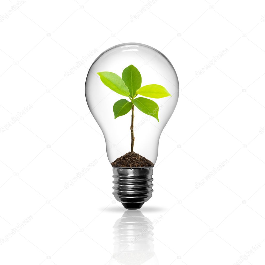 Light Bulb with sprout inside isolated