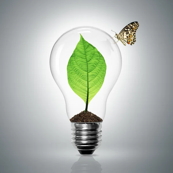 Leaves grow in a light bulb have butterfly — Stock Photo, Image