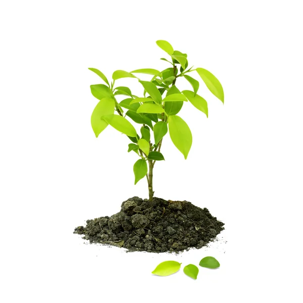 Zaailing groene planten op een witte achtergrond — Stockfoto