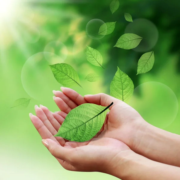 Pflegeblätter mit den Händen in der Natur lizenzfreie Stockbilder