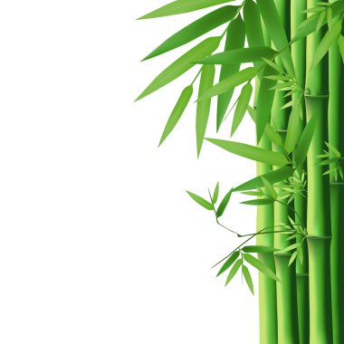 Beyaz arka plan üzerinde izole bambu yeşil yaprak