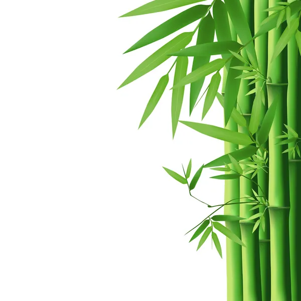 Hoja verde de bambú aislada sobre fondo blanco — Vector de stock