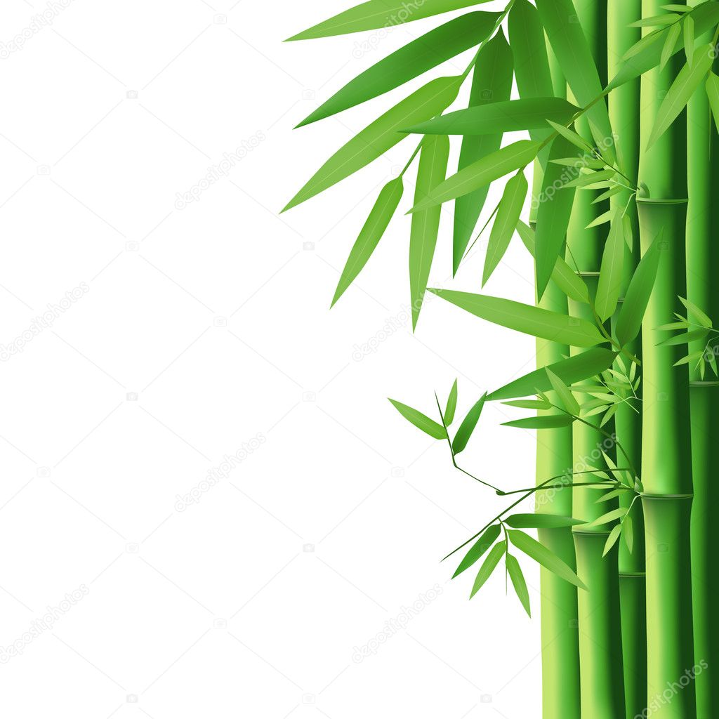 Bamboo green leaf isolated on white background