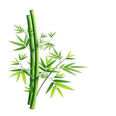 Bamboo green isolated on white background clipart