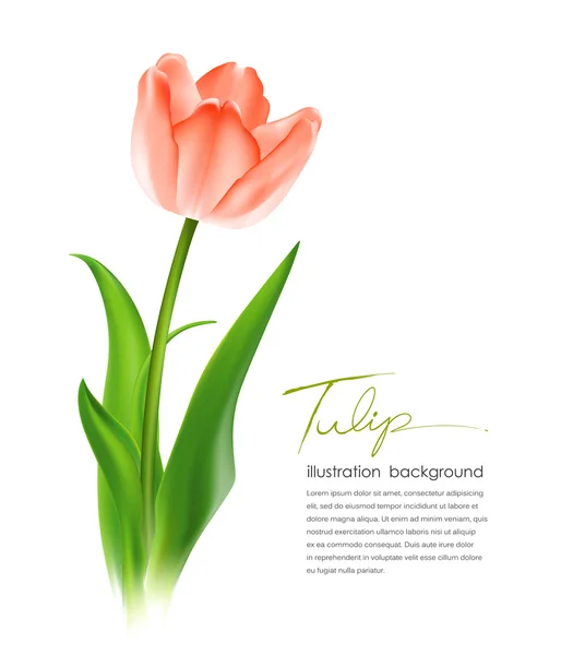 Tulipány — Stockový vektor