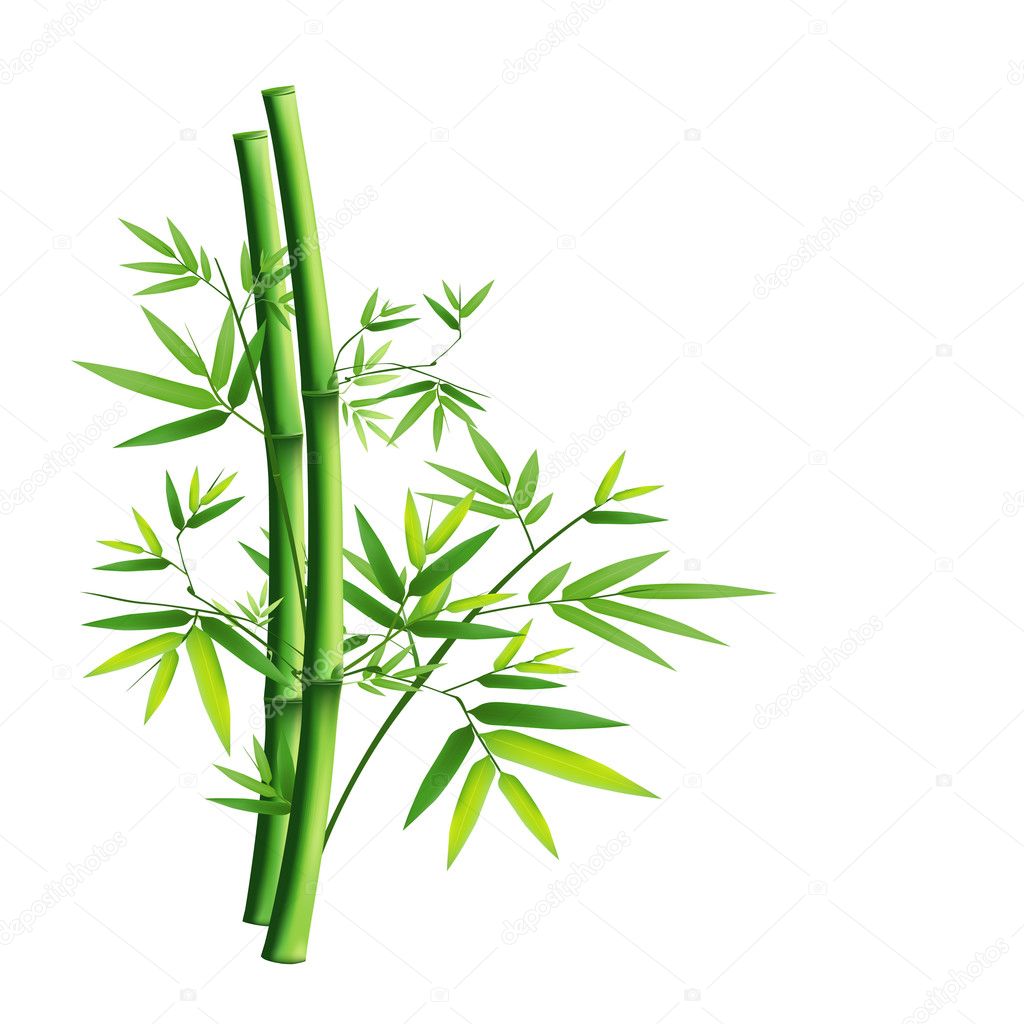 Bamboo green isolated on white background