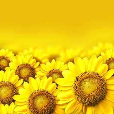 Sunflower field clipart