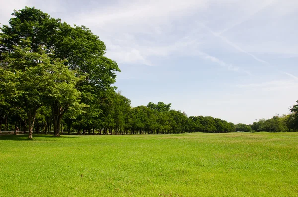 Grama verde em um campo de golfe — Fotografia de Stock