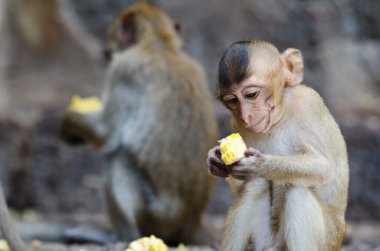 Monkey sitting eating corn. clipart