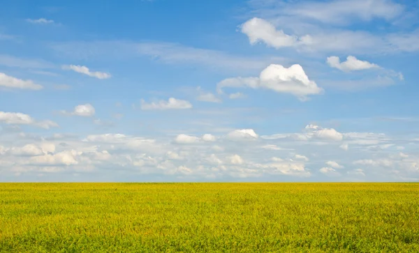 Stock image Autumn rice field