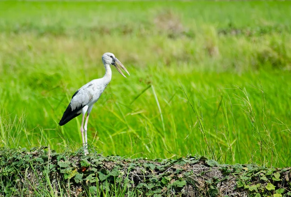 Otworzyć rachunek ibis — Zdjęcie stockowe
