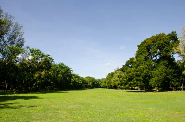 Πράσινο γρασίδι σε γήπεδο γκολφ — Φωτογραφία Αρχείου