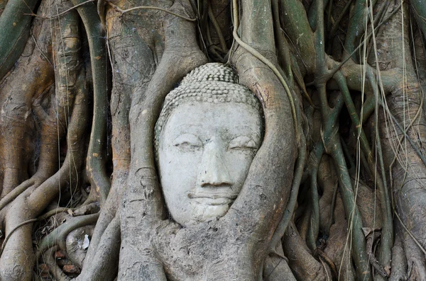 Huvudet av sandsten buddha — Stockfoto
