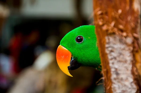 Papegaaien kijken iets. — Stockfoto