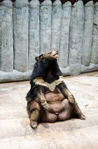 Asian black bear. — Stock Photo, Image