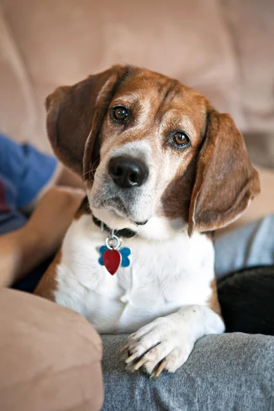 Beagle Dog on the Couch — Stok fotoğraf