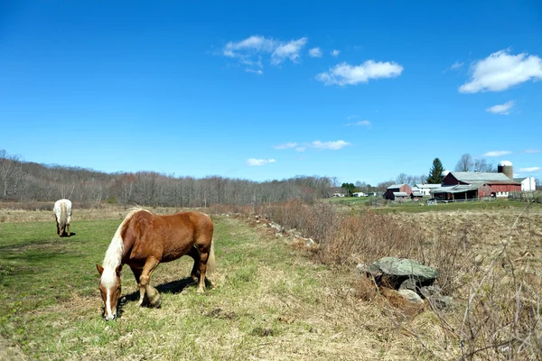 Twee paarden grazen — Stockfoto