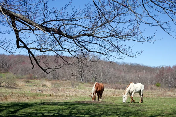 Hermosos caballos pastando —  Fotos de Stock