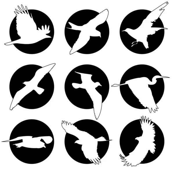 鳥とロゴのブランドのコレクションのセット — ストックベクタ