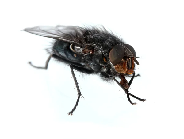 Inicio-mosca aislada en blanco —  Fotos de Stock