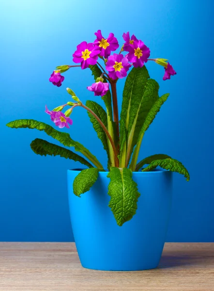 Bella primula viola in un vaso da fiori su tavolo di legno su sfondo blu — Foto Stock