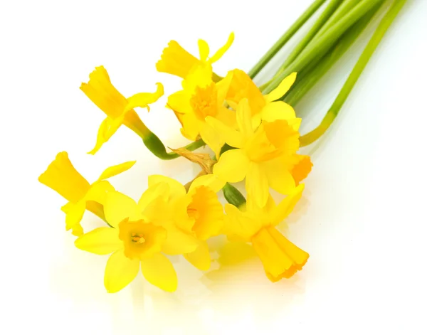 Beautiful yellow daffodils isolated on white