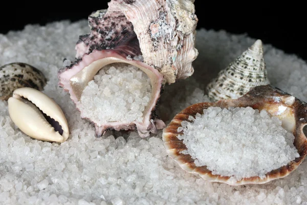 Sal marinho com conchas close-up — Fotografia de Stock