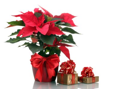 Beautiful poinsettia in flowerpot and gifts isolated on white clipart