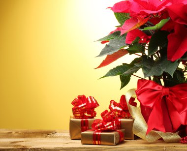 Beautiful poinsettia in flowerpot, gifts and ribbon on wooden table on yellow background clipart