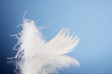 Beautiful feather on blue background clipart