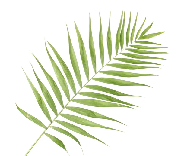 Bella foglia di palma isolata su bianco — Foto Stock